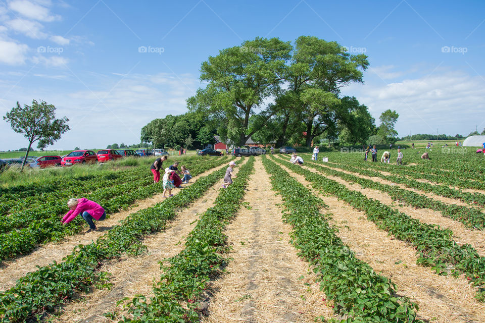 Field of Strawberries and people selfpicking outside Malmö in Sweden.