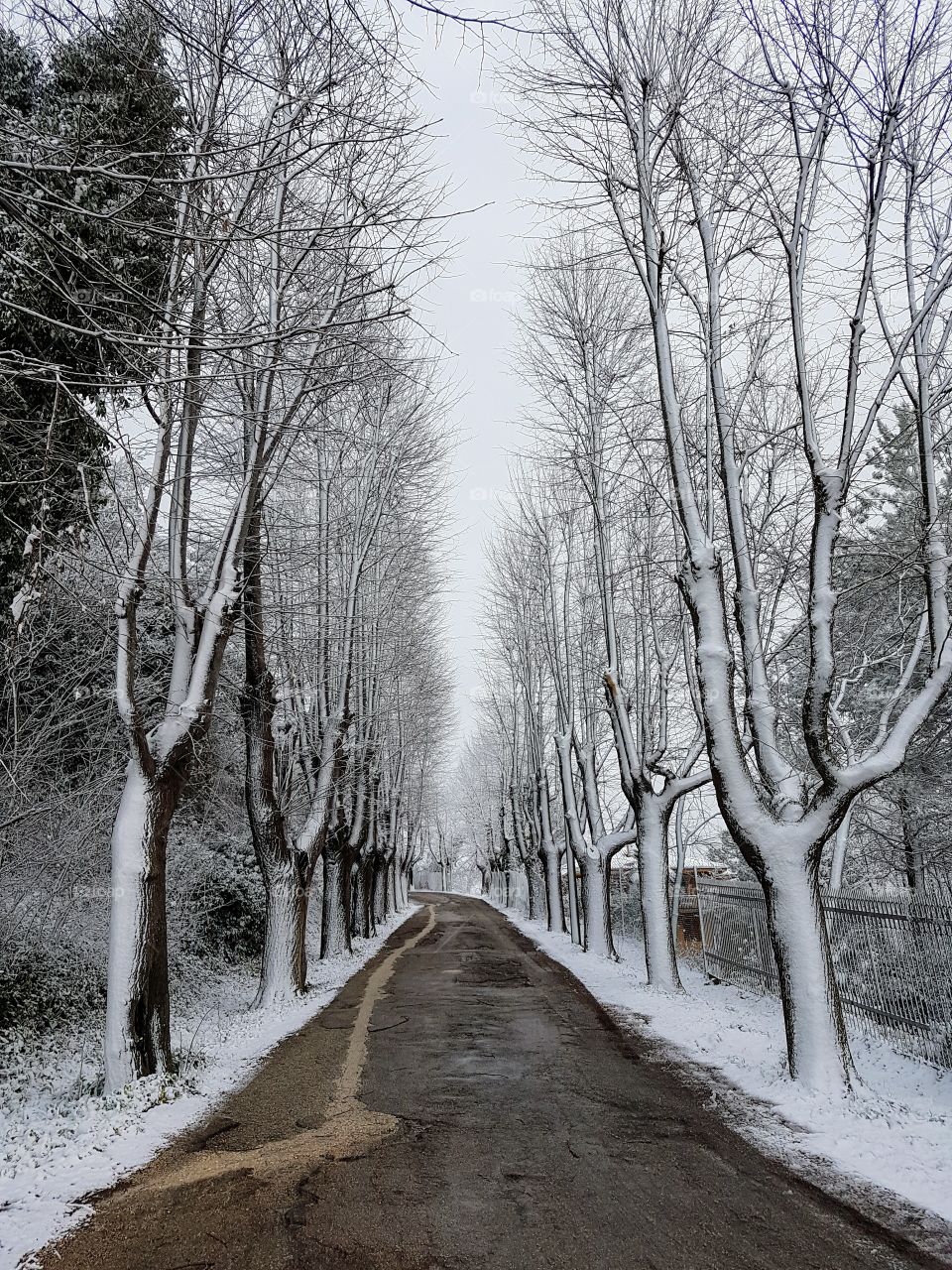 The white walk