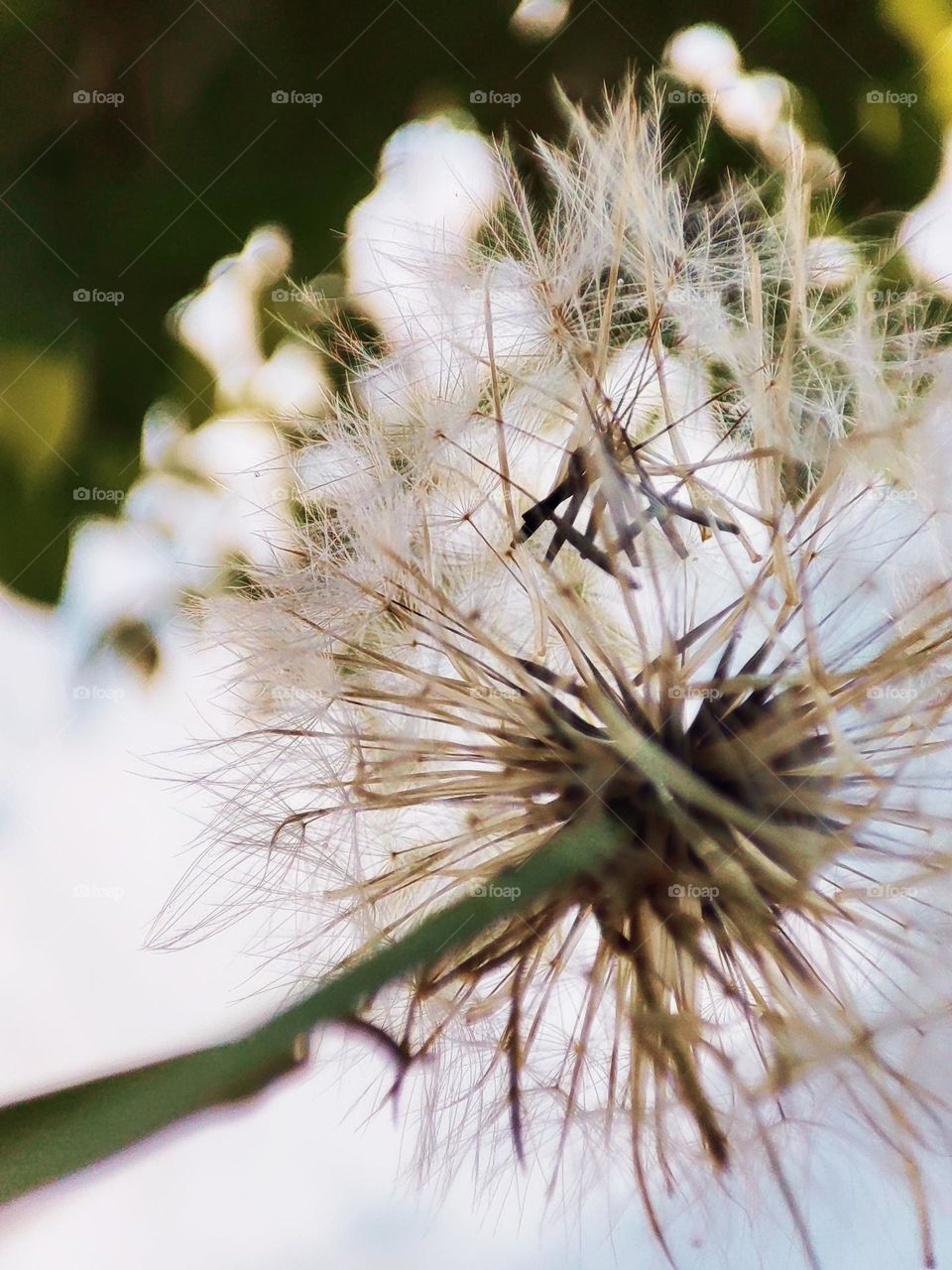 Dandelion plant