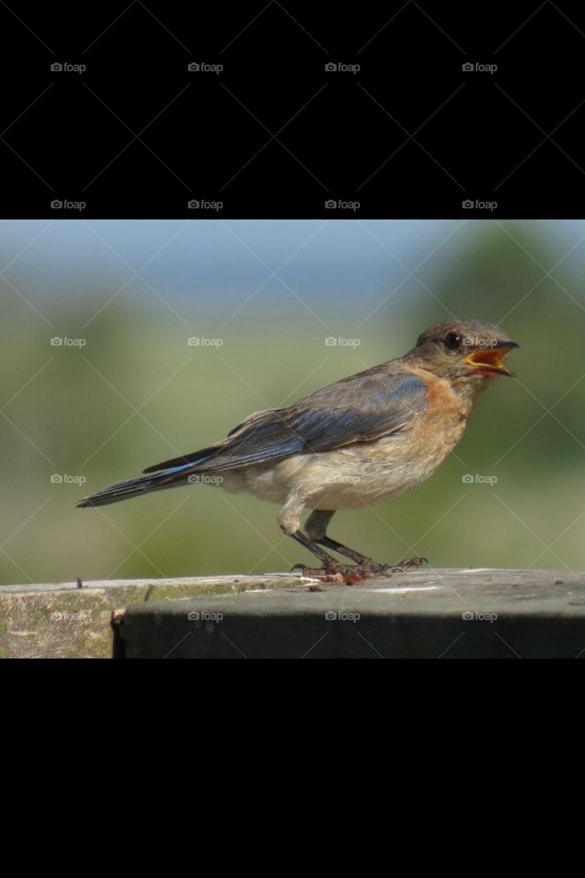 Eastern Bluebird 