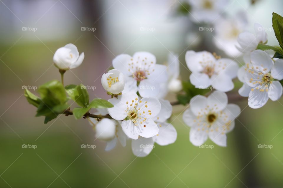 Cherry plum flowers