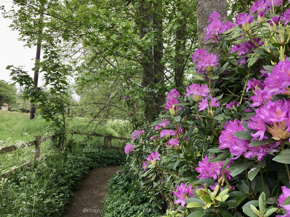 Walk through the forest and see a beautiful rhododendron bush ... 