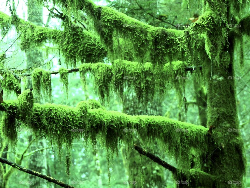 Vibrant green moss envelopes the dark grey trunks & branches of the trees in a shot of fading winter daylight in a Pacific Northwest rain forest. Desktop enhancement highlights the colour, texture and contrast of the moss. ๐