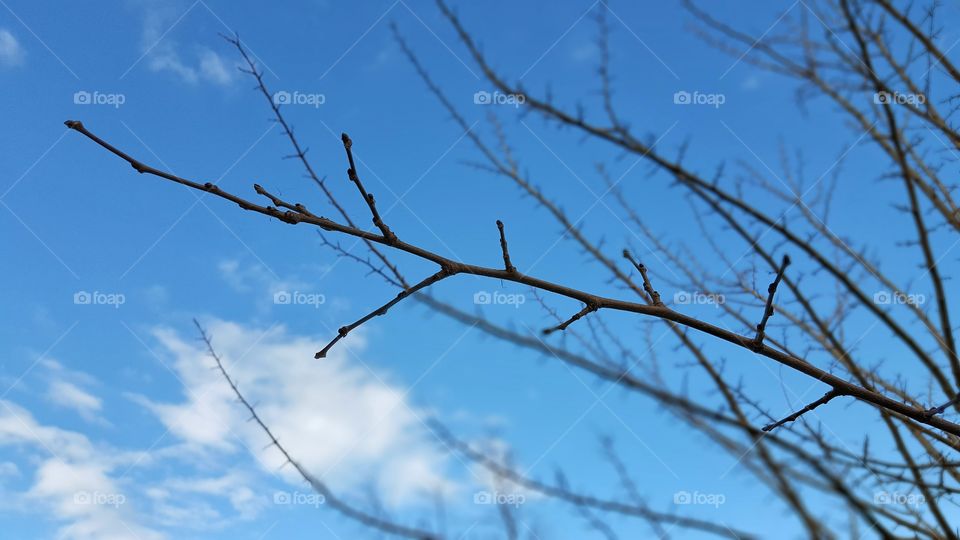 bare branches in winter