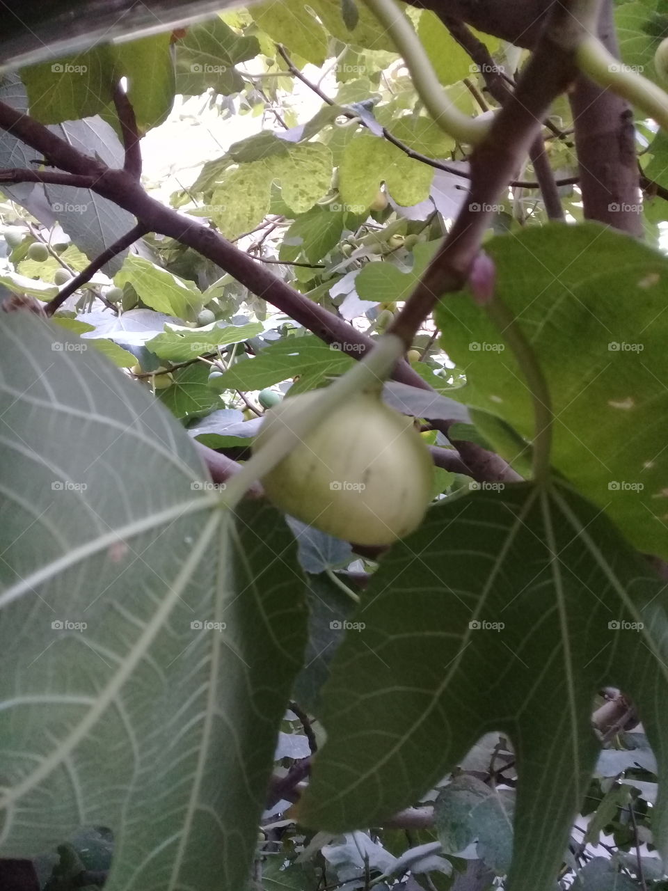 fig fruit