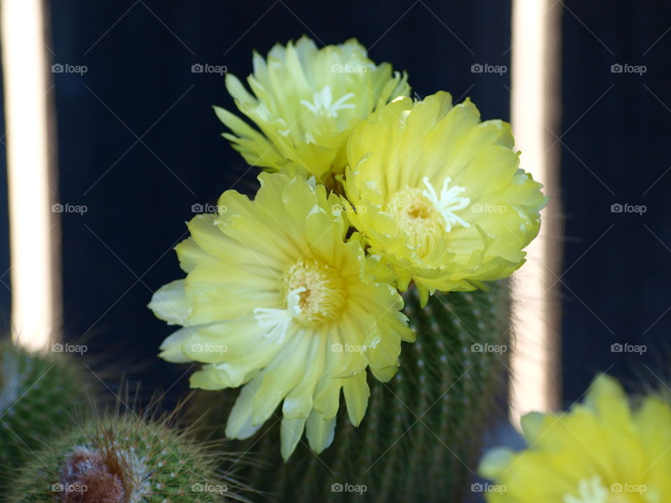 Spring Cactus 