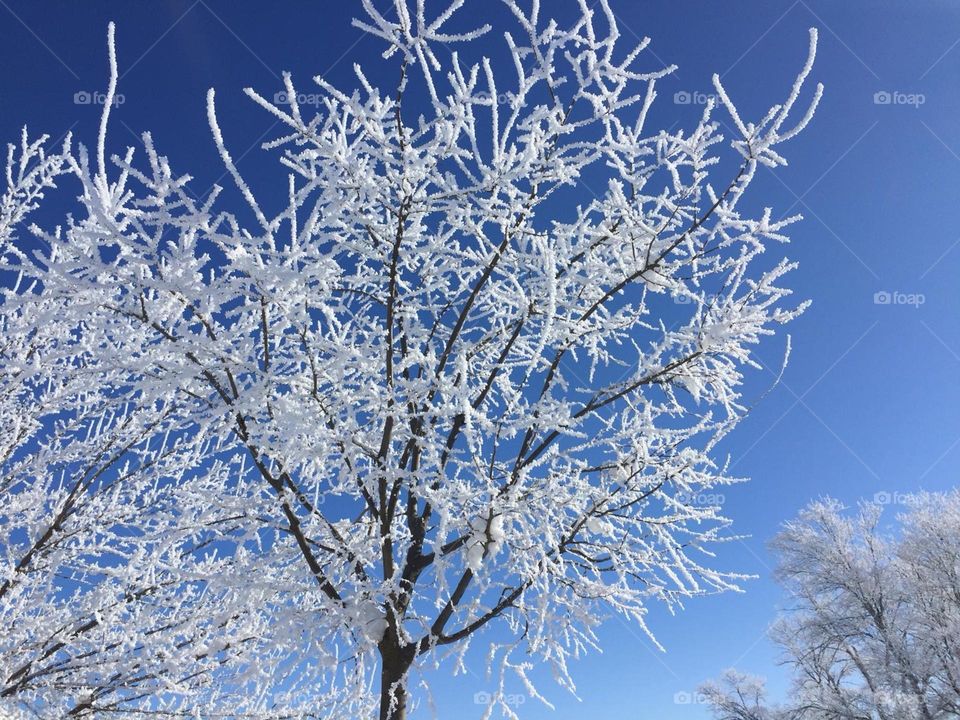 El árbol de invierno 