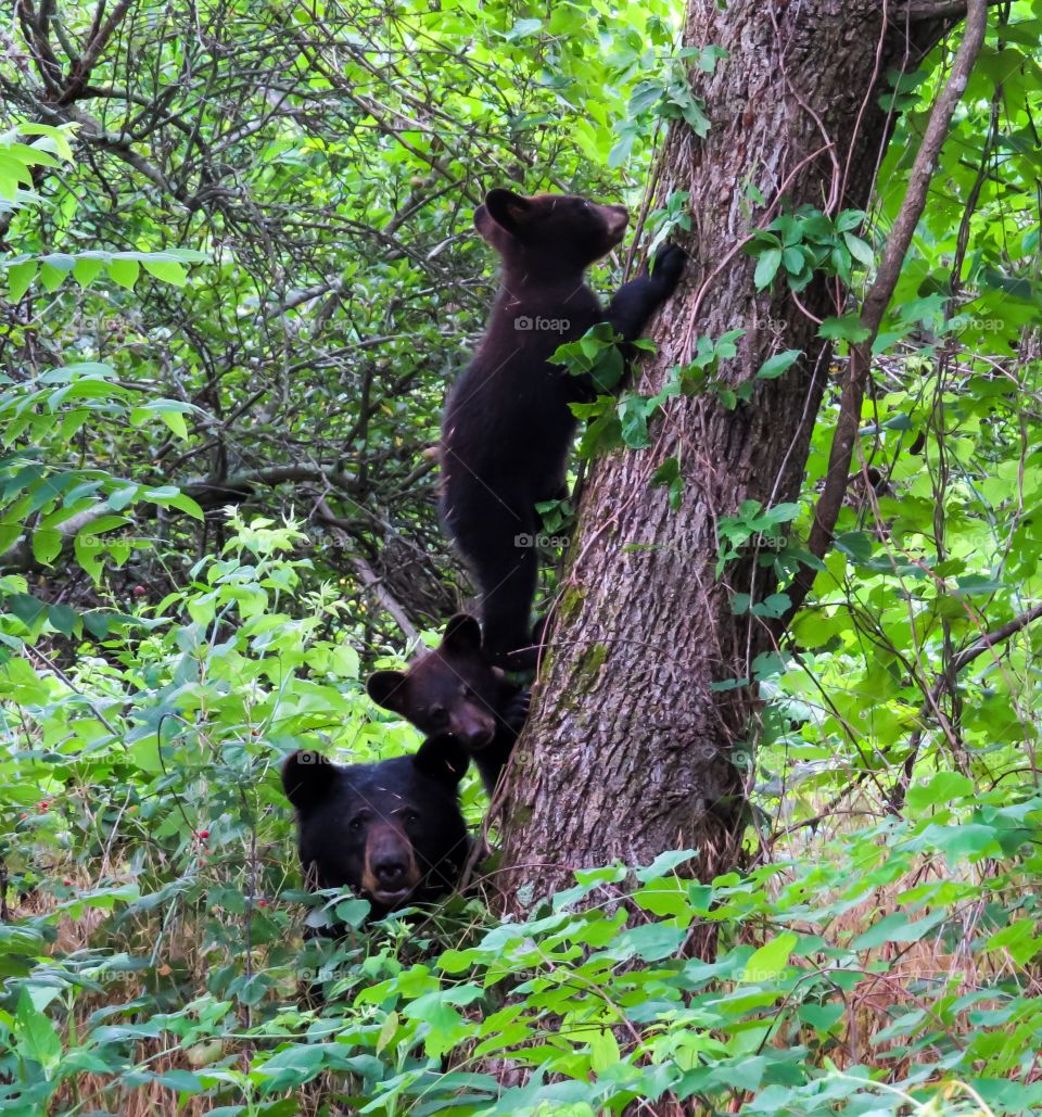 Mother black bear standing guard while her cubs climb a tree.