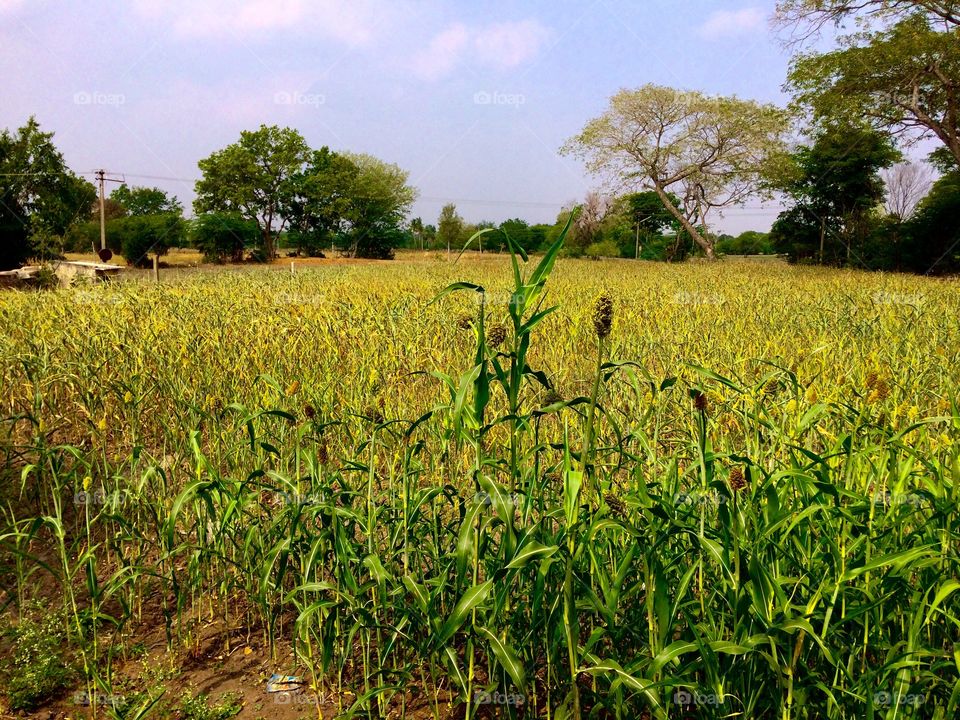 View of farm