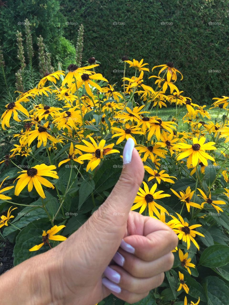 Thumbs up! Blackeyed Susan full bloom!
