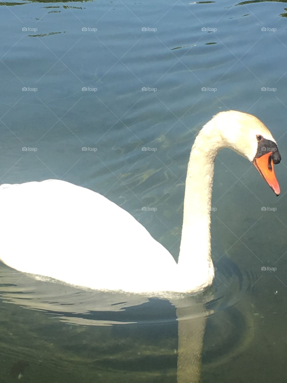 Swan