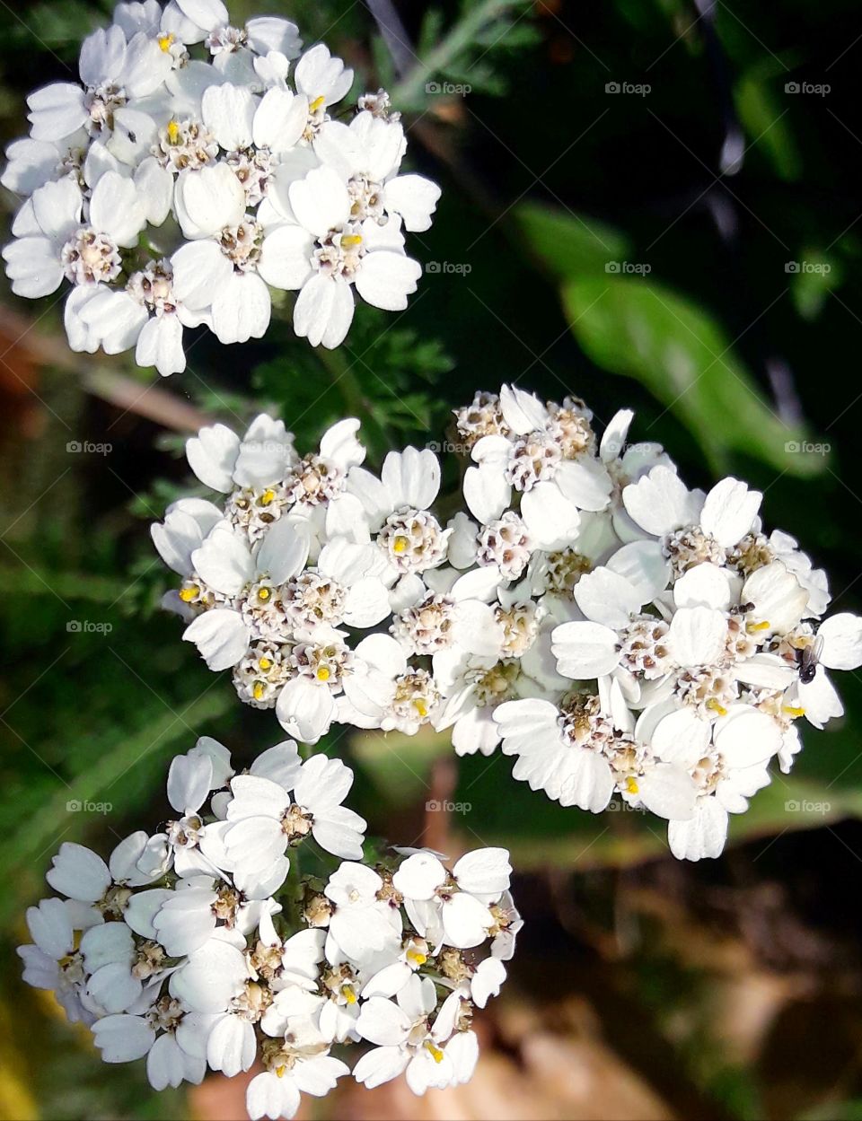 pretty white flowers