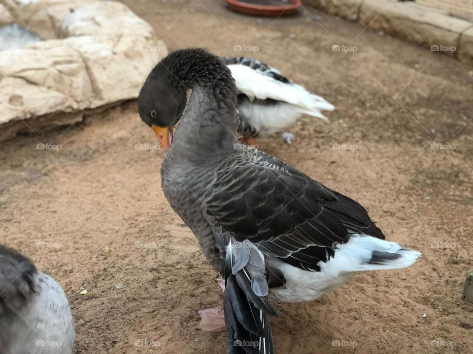 A goose washing his feathers