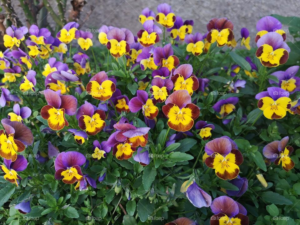 Beautiful flowers called day and night, multiverse