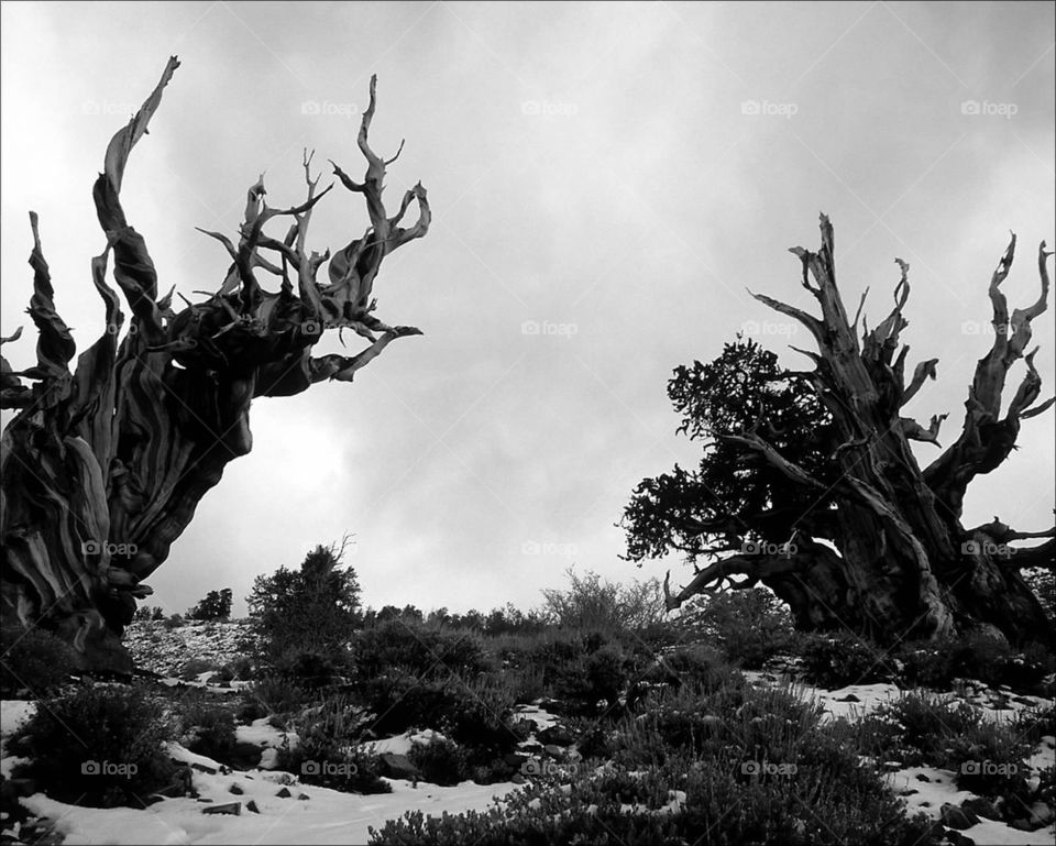 Bristlecone pine