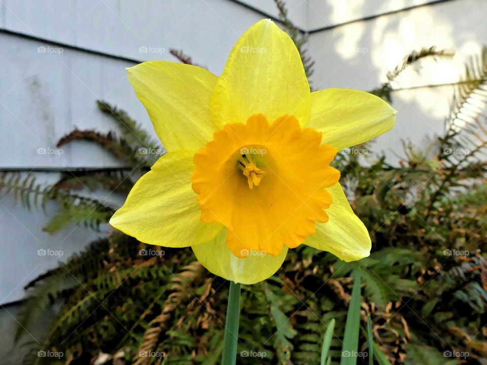daffodil flower in the garden