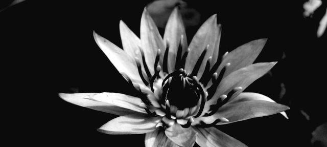 naturelover, black and white, beautiful flowers,