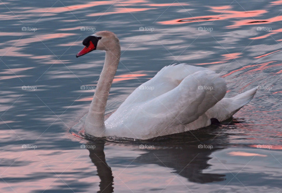 white color water lake by mmcook