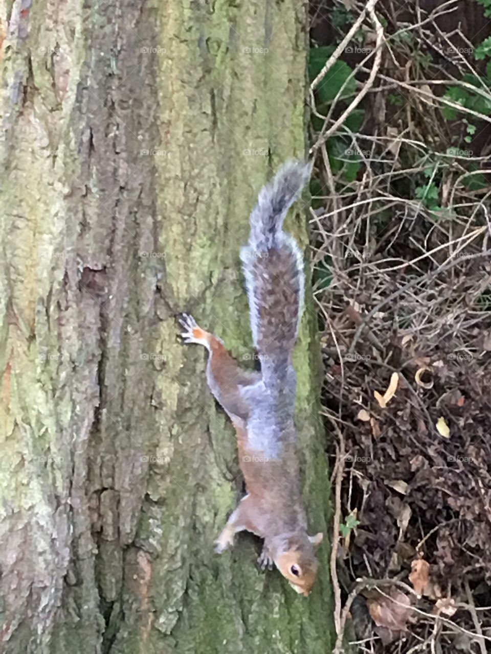 Squirrel 