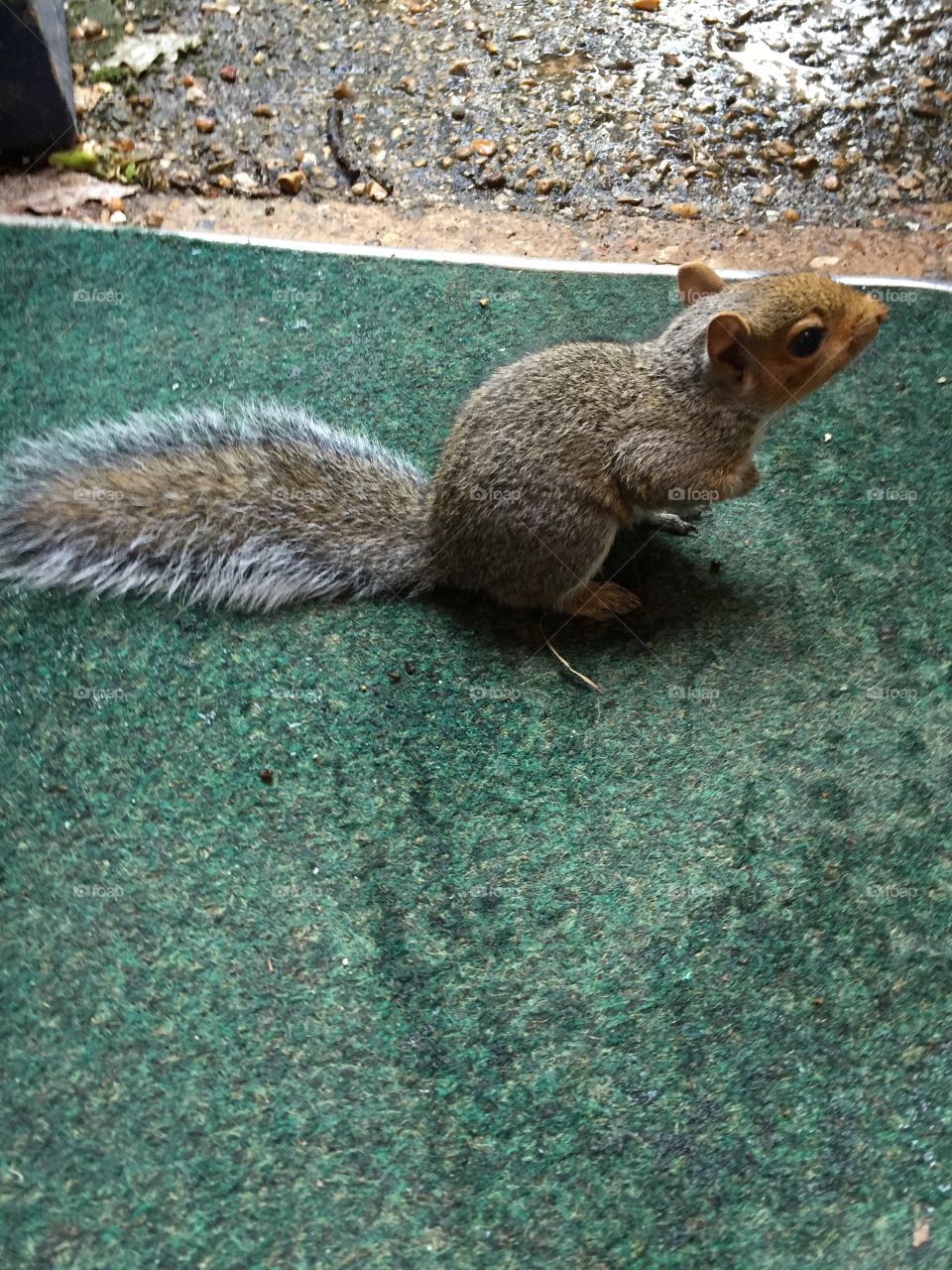 Friendly squirrel 