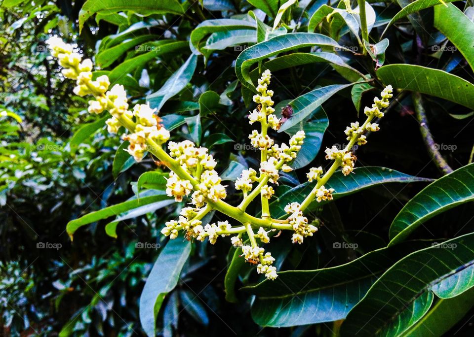 Mangoes, when they start as flowers. 