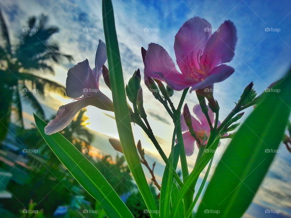 evening flowers . flowers in evening 