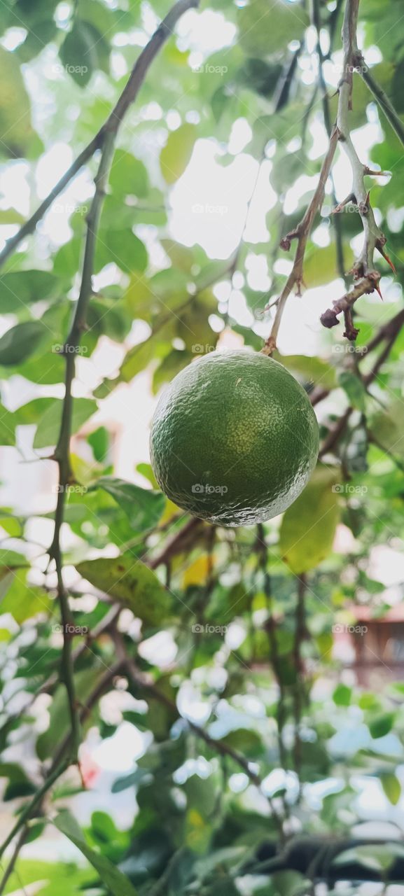 the green grass lemon