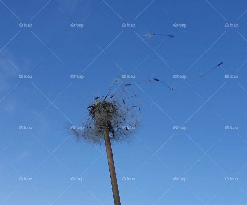 Dandelion clock seed head