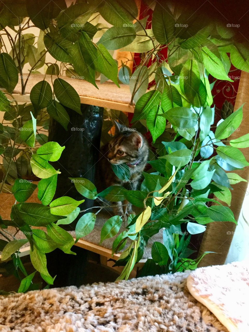 Secret hiding place for kitty 