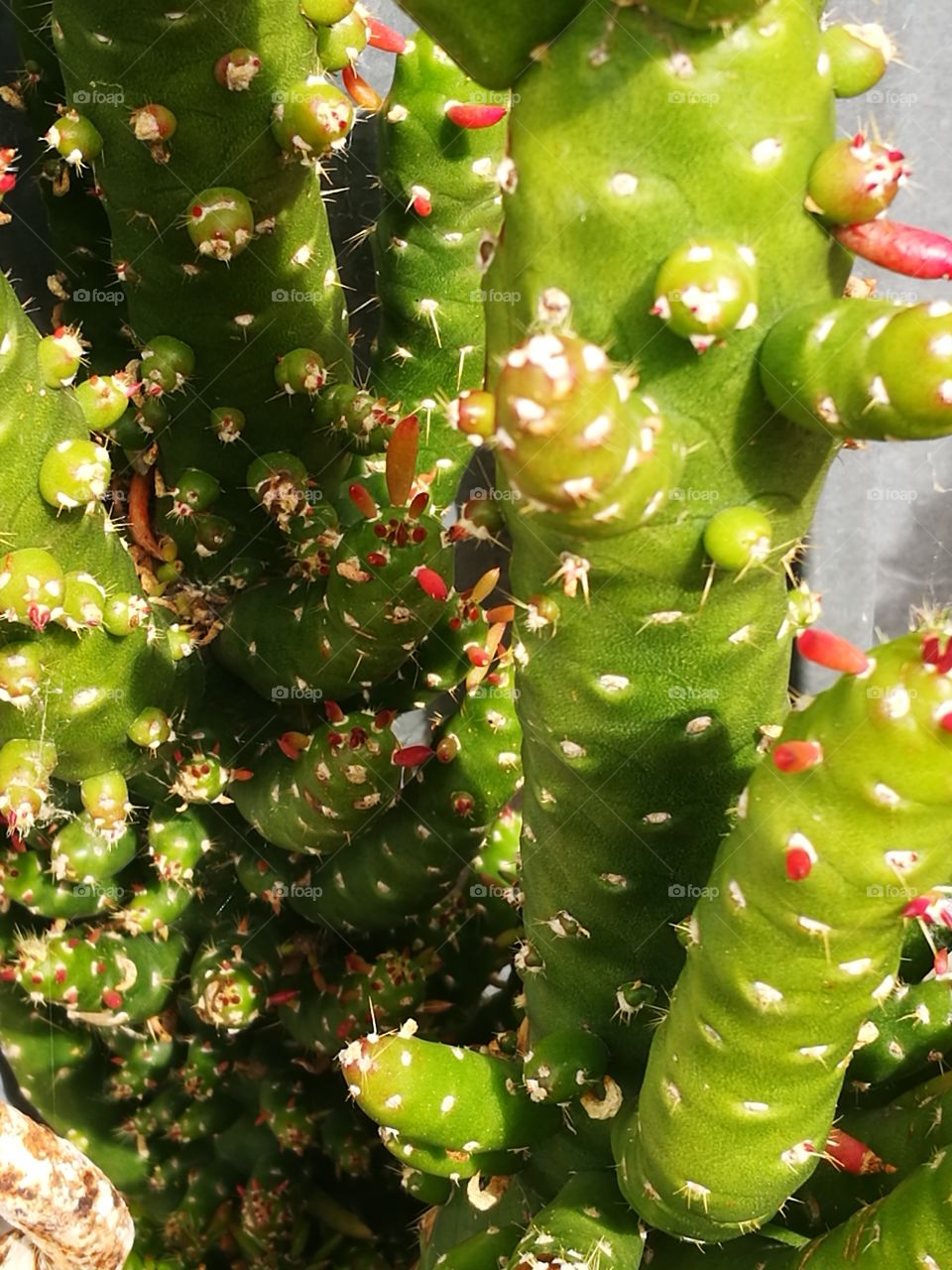 Cactus