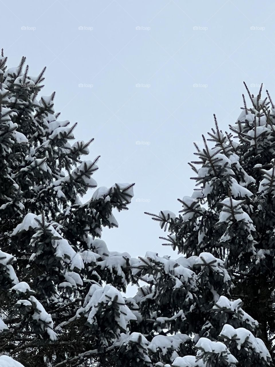Pine trees blanketed in snow