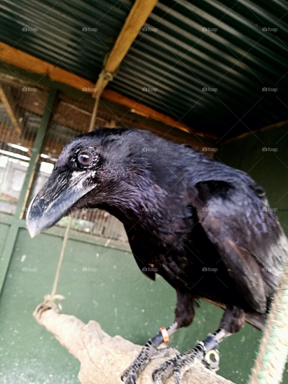 Crow looking at his reflection in the camera lens