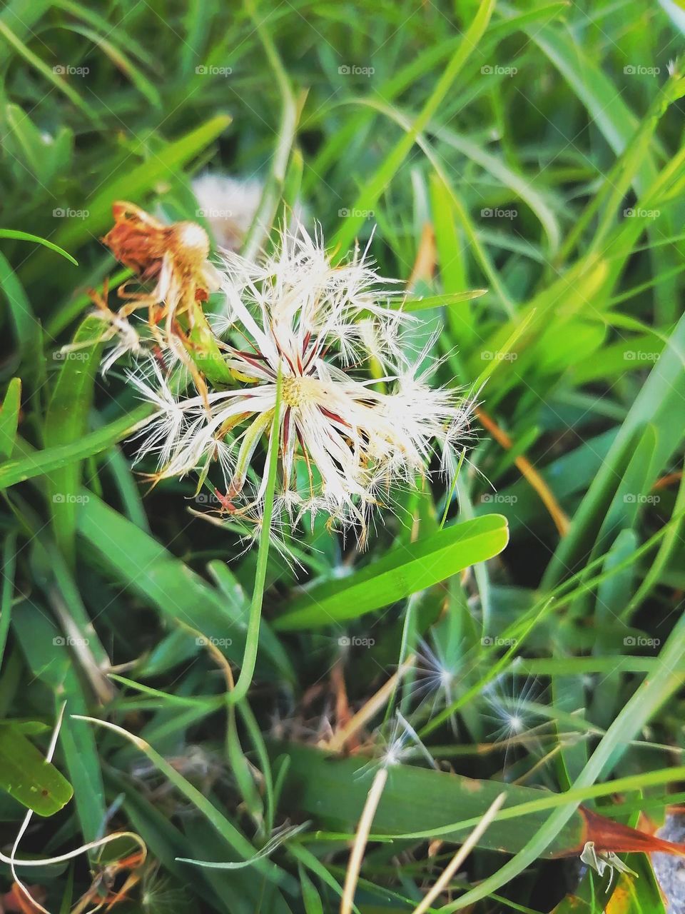 Upload your photo of the week : dandelions