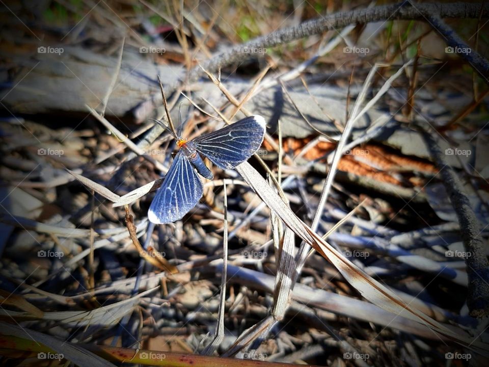 Borboleta Camuflada