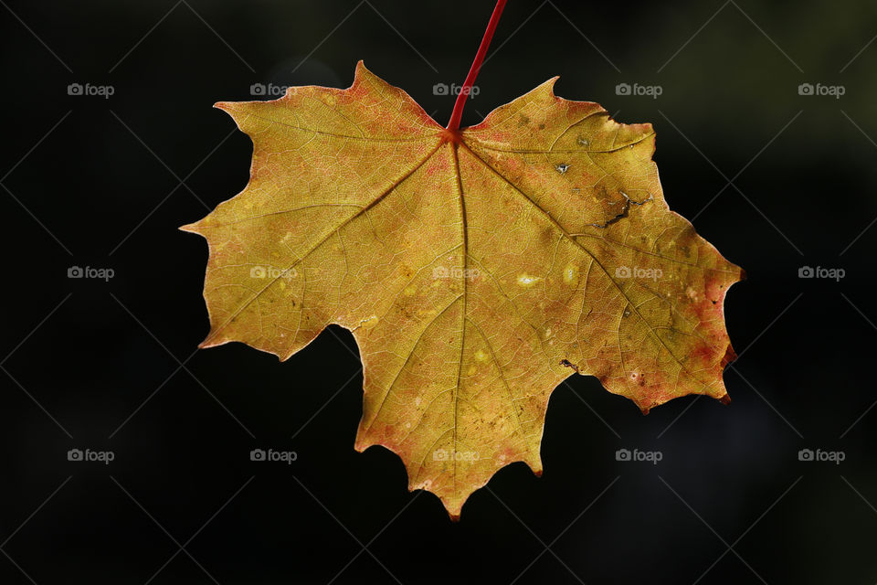 Golden maple fall leaf on dark background  , gyllene höst lönn löv mörk bakgrund 