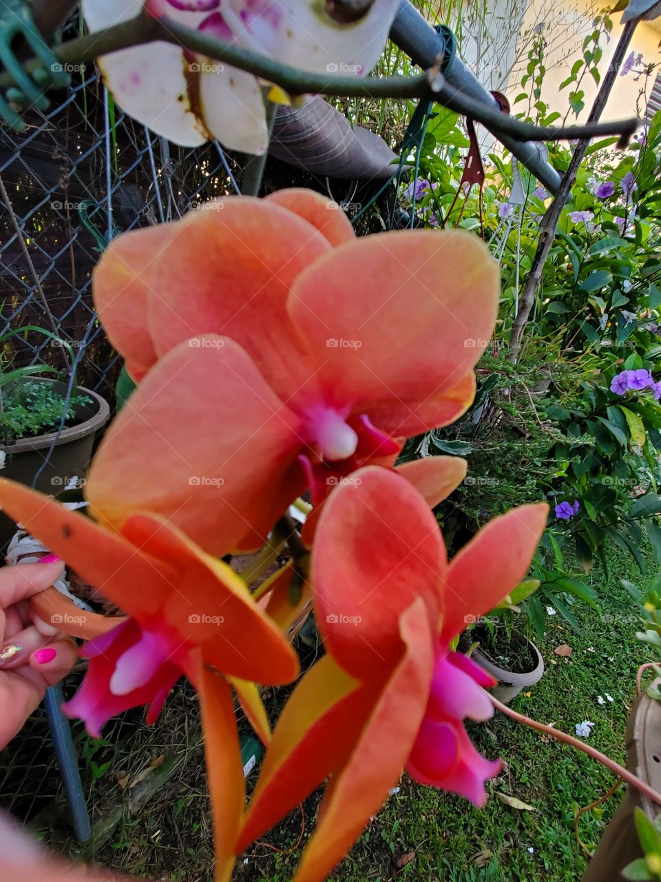 exotic orchids
