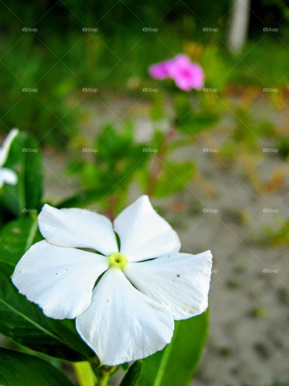 White flower