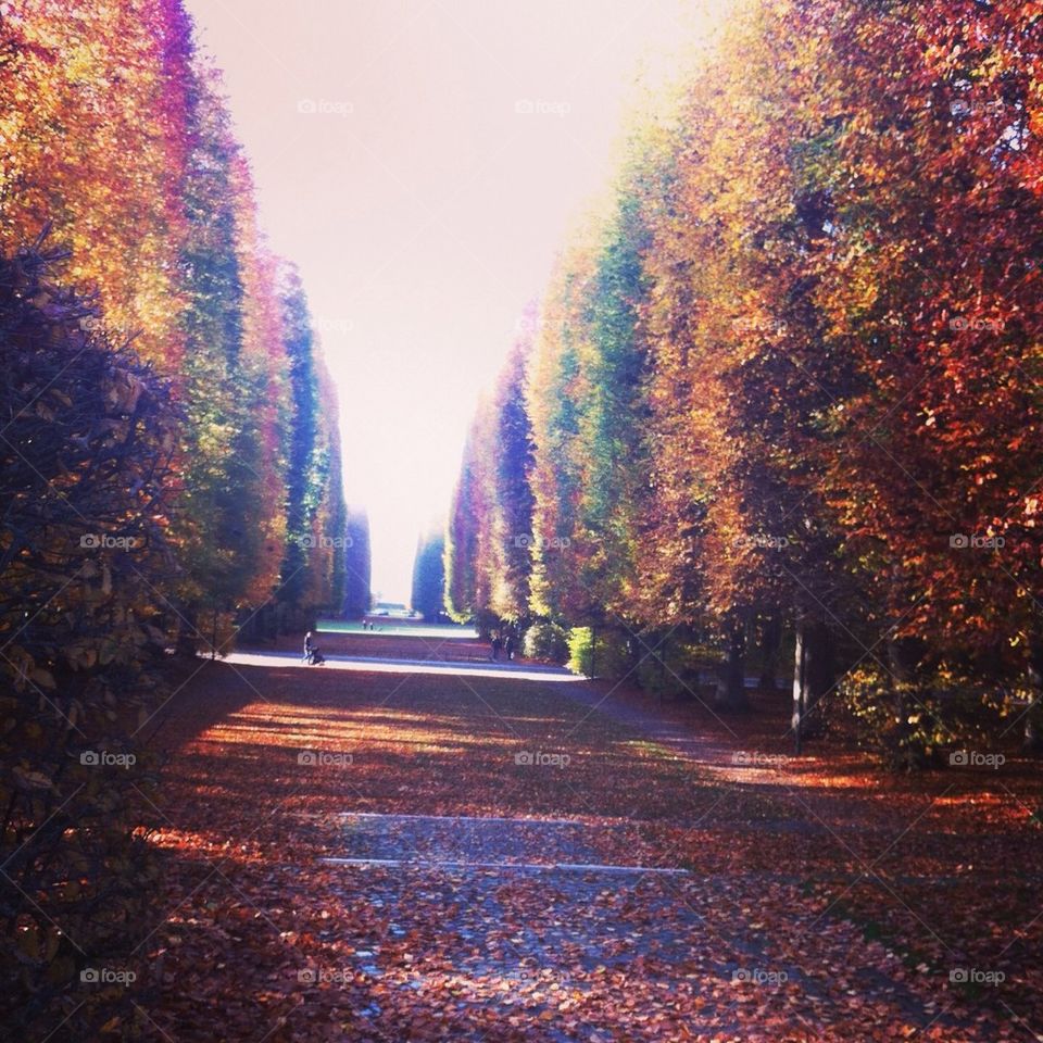 Autumn allé