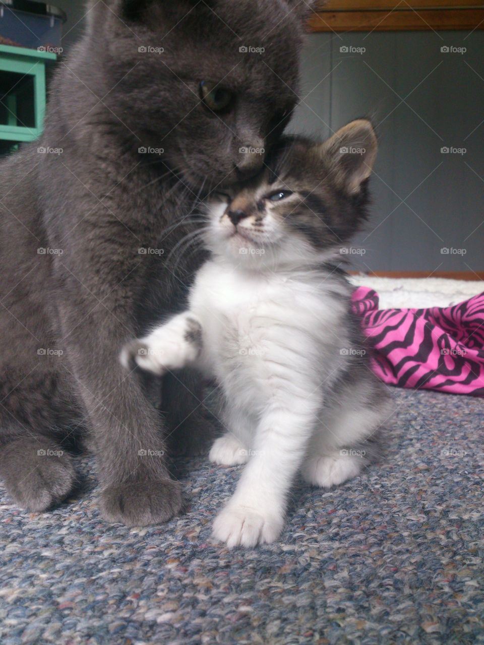 Kisses. My kitties love each other