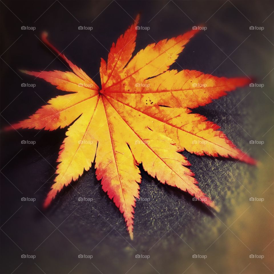 Maple leaf