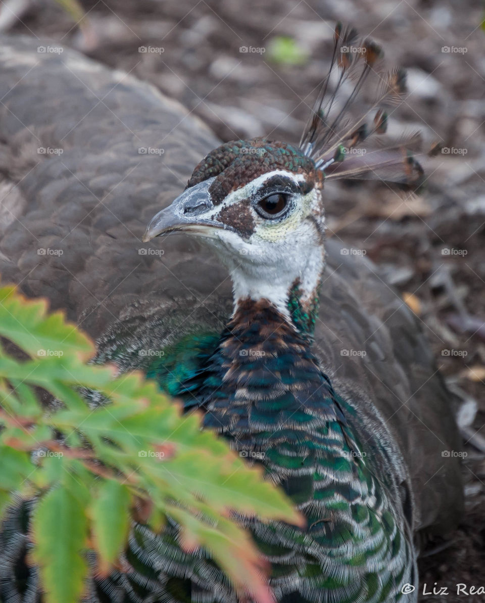 Peacock 