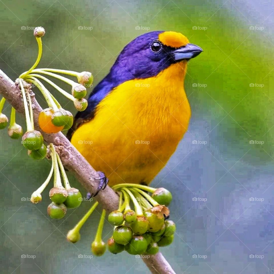 the yellow color bird