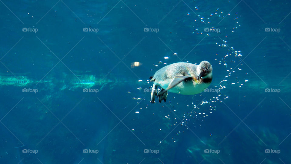 Penguin swimming into the water