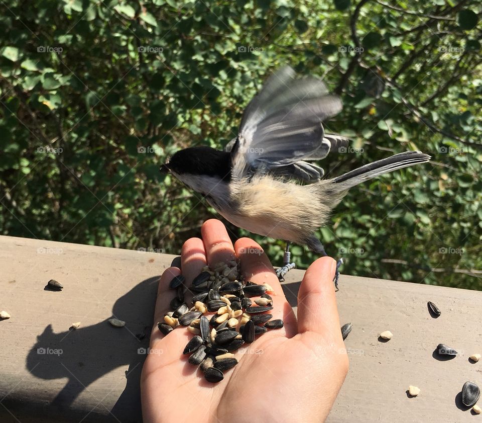 Chickadee 