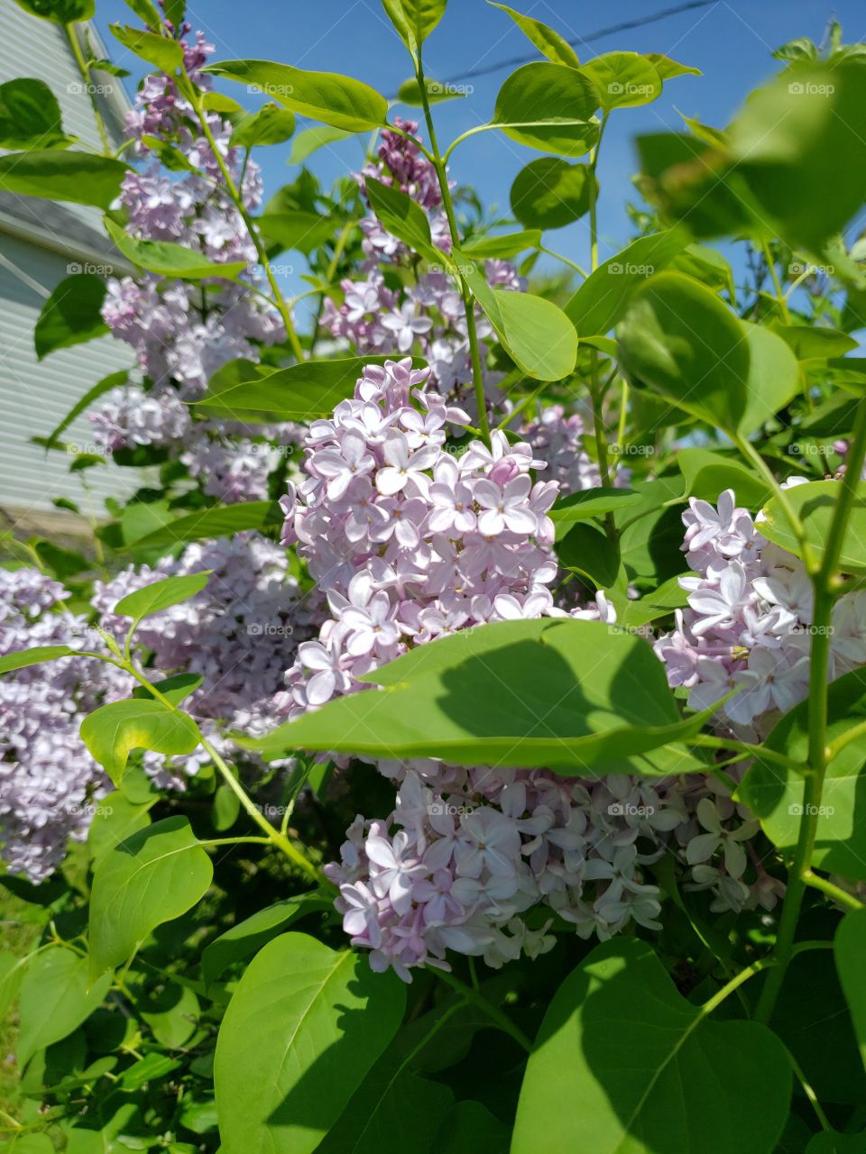 lilacs