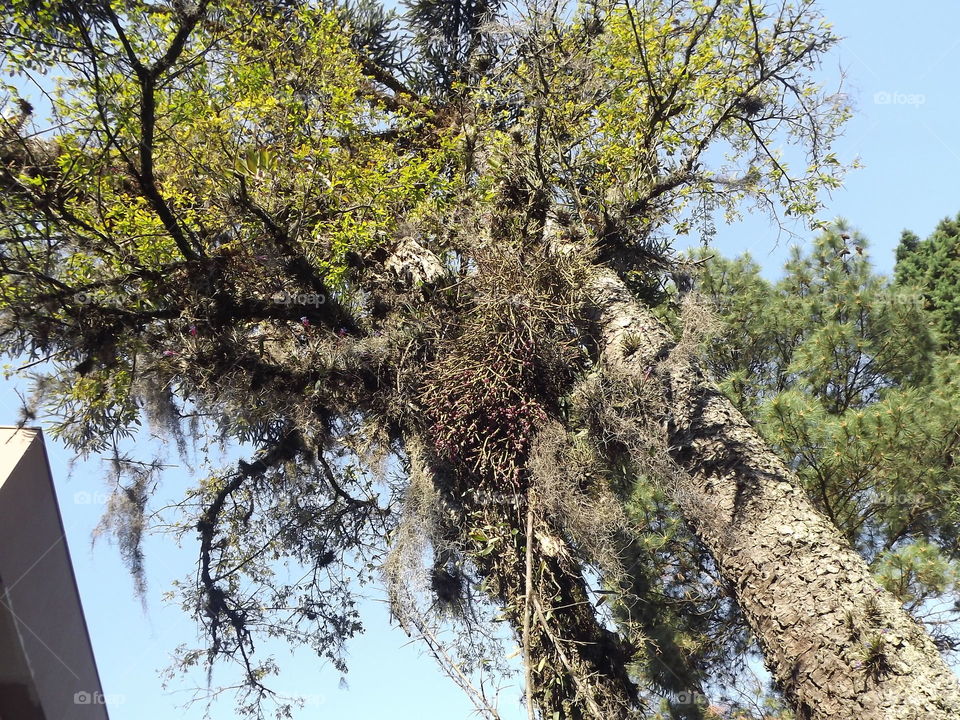 Tree, Nature, Wood, Landscape, Sky