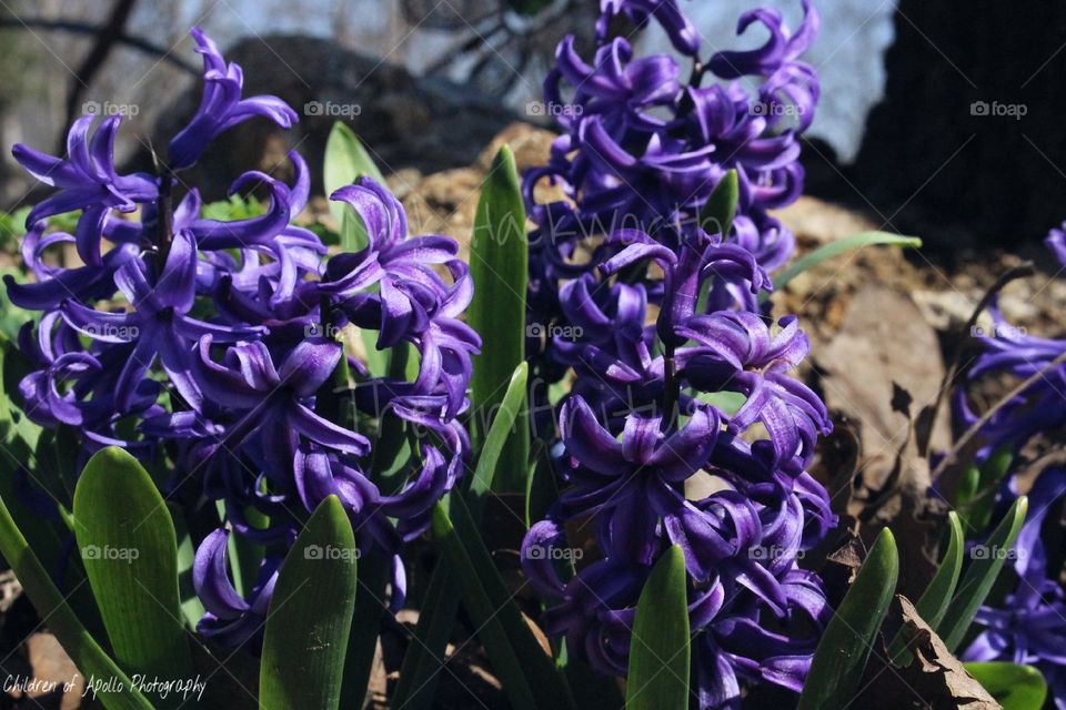 Purple Hiacin