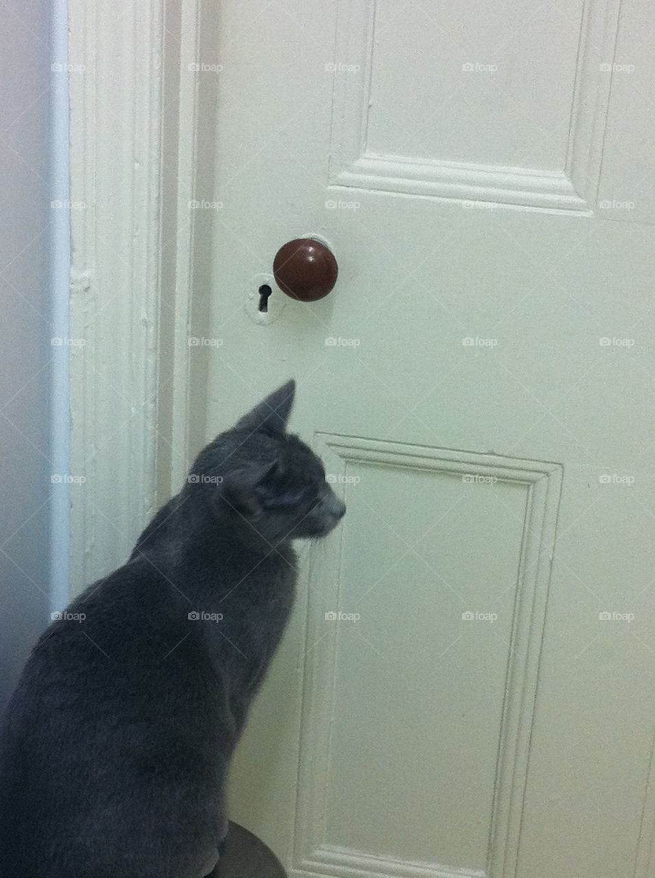 Cat in front of door