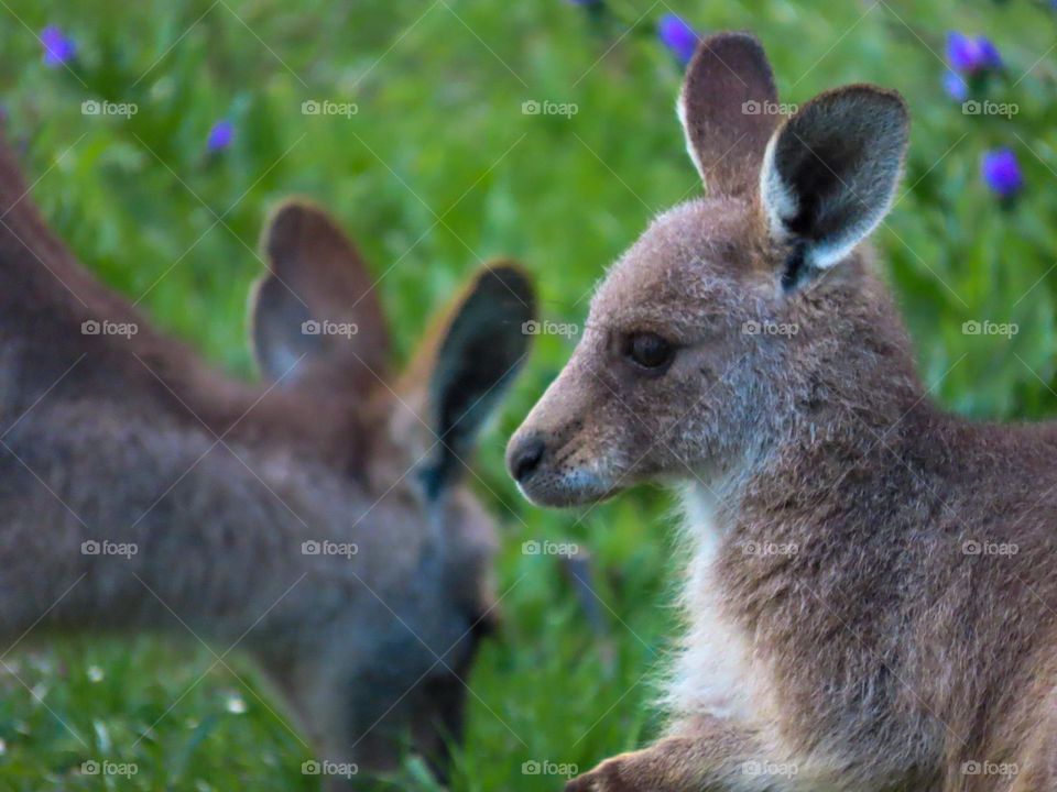 Young kangaroo