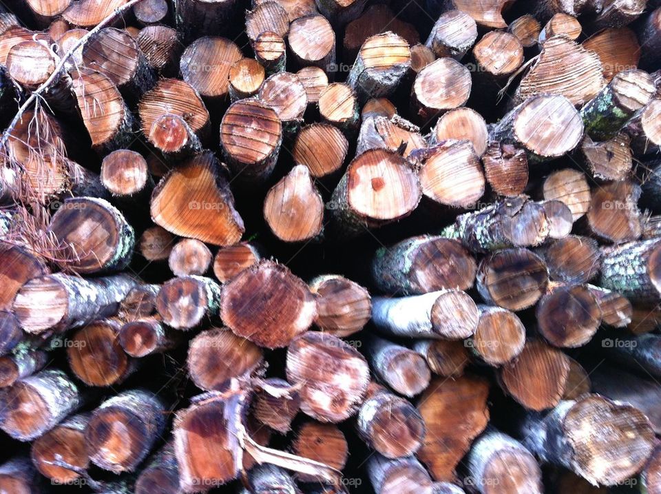 Cut logs